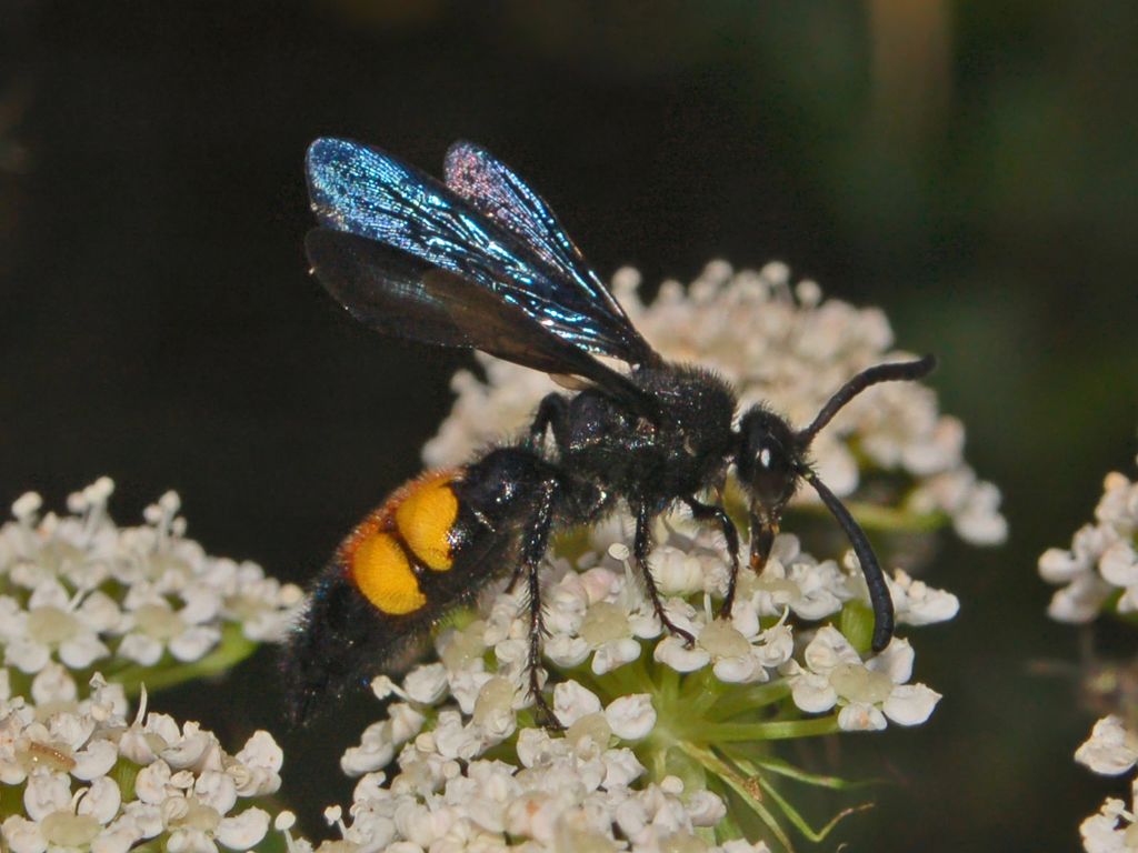 Un maschio di Scolia hirta.